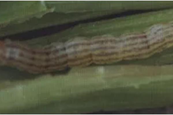 二化螟幼虫的龄期,一龄的头部、口器的颜色为黑色