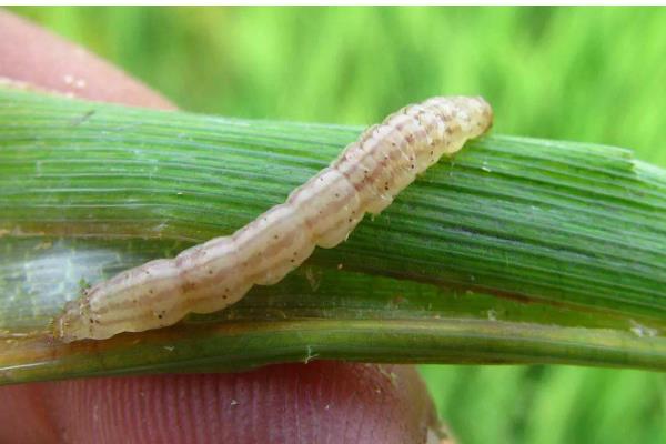 二化螟幼虫的龄期,一龄的头部、口器的颜色为黑色