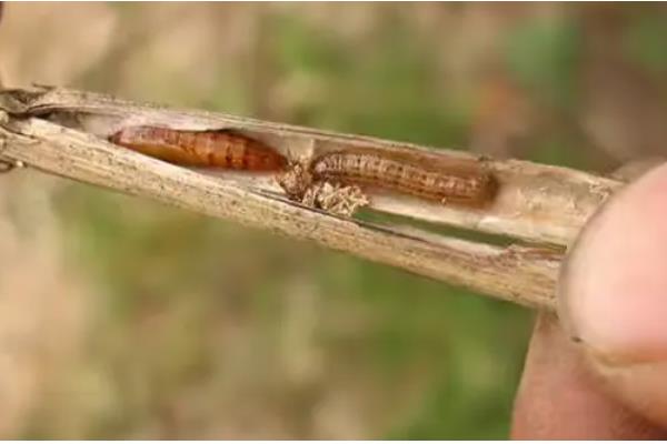 二化螟幼虫的龄期,一龄的头部、口器的颜色为黑色