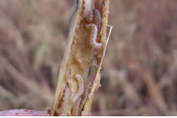 二化螟幼虫的龄期,一龄的头部、口器的颜色为黑色