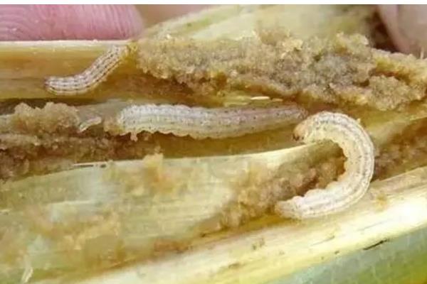 二化螟幼虫的龄期,一龄的头部、口器的颜色为黑色