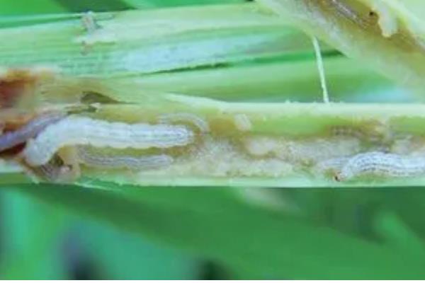 二化螟幼虫的龄期,一龄的头部、口器的颜色为黑色