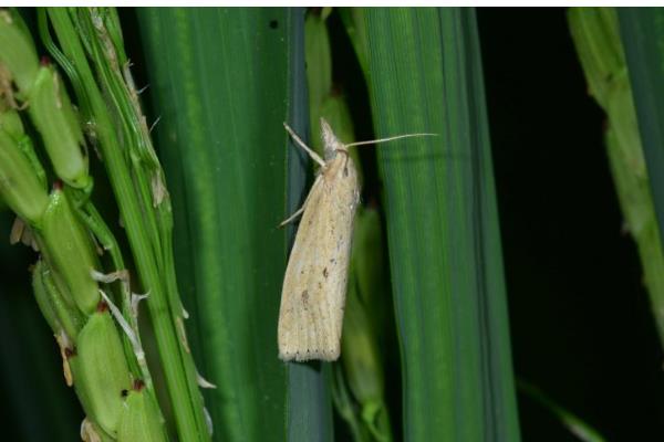 二化螟幼虫的龄期,一龄的头部、口器的颜色为黑色