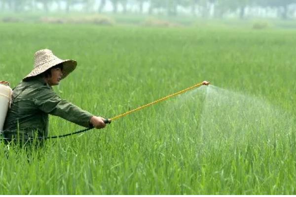 二化螟幼虫的龄期,一龄的头部、口器的颜色为黑色