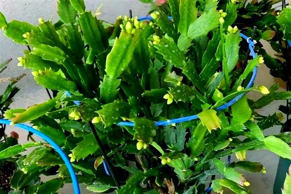 蟹爪兰脱节的原因,一般是过度浇水、缺少阳光等因素所致
