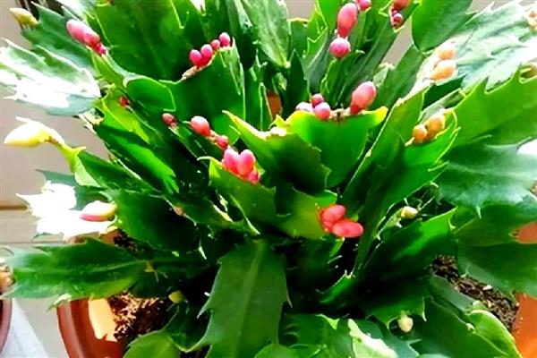 蟹爪兰脱节的原因,一般是过度浇水、缺少阳光等因素所致