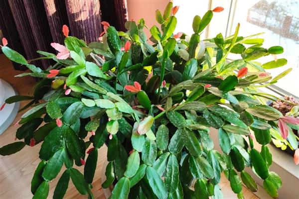 蟹爪兰脱节的原因,一般是过度浇水、缺少阳光等因素所致