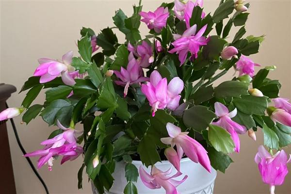 蟹爪兰脱节的原因,一般是过度浇水、缺少阳光等因素所致