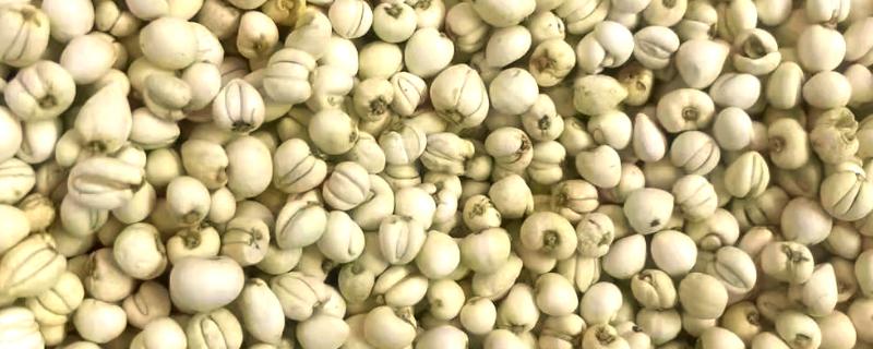 贝母的价格，一般在1200-2000元一斤