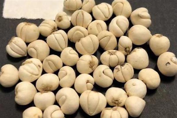 贝母的价格,一般在1200-2000元一斤