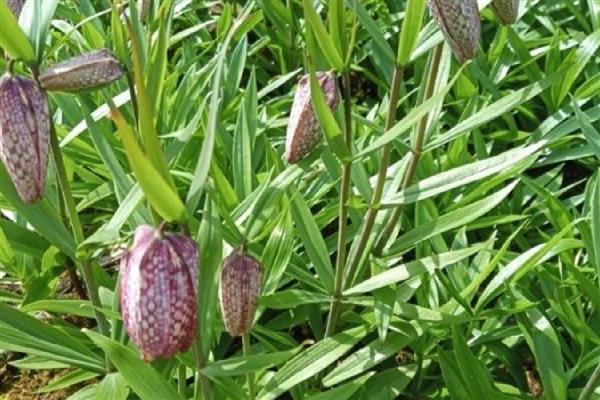 贝母的价格,一般在1200-2000元一斤