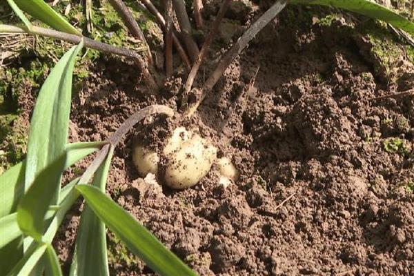 贝母的价格,一般在1200-2000元一斤