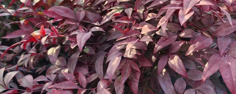 南天竹叶子变红的时间，晚秋或冬季会变成红色