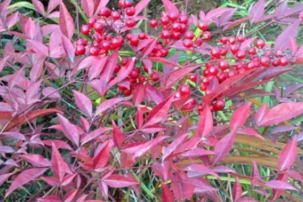 南天竹叶子变红的时间,晚秋或冬季会变成红色