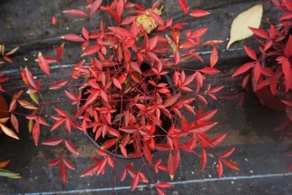 南天竹叶子变红的时间,晚秋或冬季会变成红色