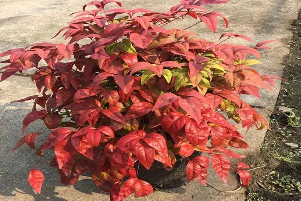 南天竹叶子变红的时间,晚秋或冬季会变成红色