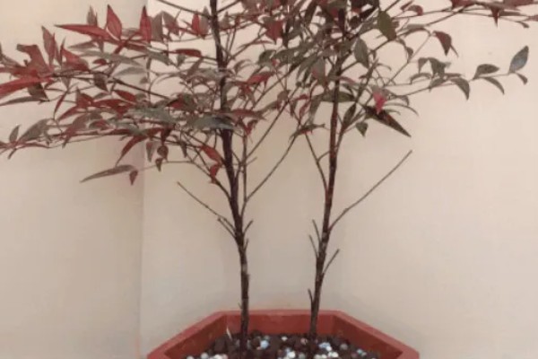 南天竹叶子变红的时间,晚秋或冬季会变成红色