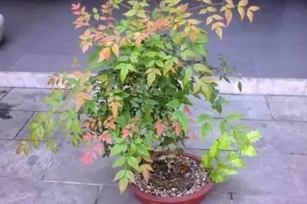 南天竹叶子变红的时间,晚秋或冬季会变成红色