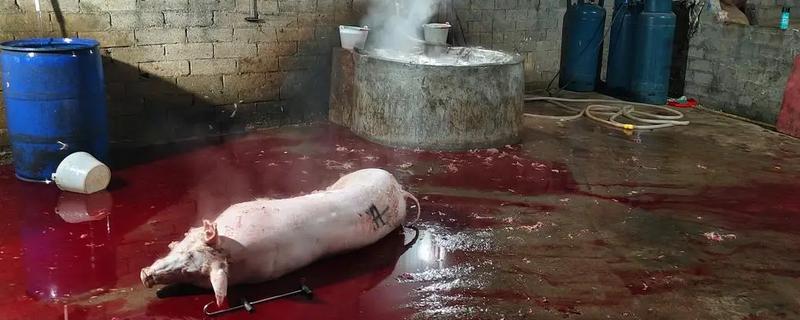 屠宰猪前什么时候停饲料，屠宰前7-14天停止添加