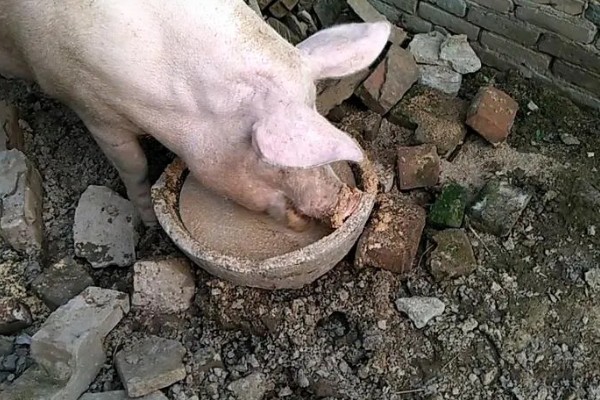 屠宰猪前什么时候停饲料，屠宰前7-14天停止添加