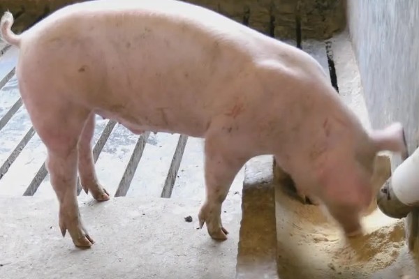 屠宰猪前什么时候停饲料，屠宰前7-14天停止添加