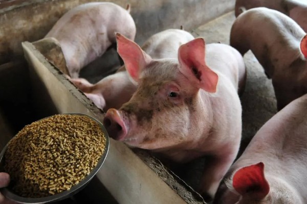 屠宰猪前什么时候停饲料，屠宰前7-14天停止添加