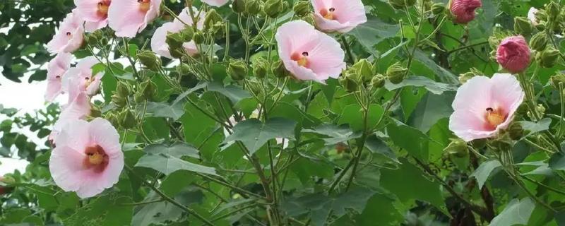 木芙蓉和朱槿的区别，形态和习性均不同