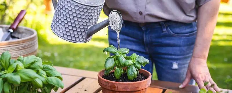 生活中哪些东西可以用来浇花，常见淘米水、食醋水、剩茶水等种类