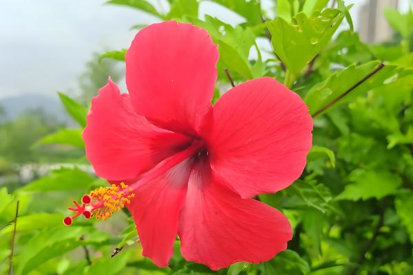 木芙蓉和朱槿的区别，形态和习性均不同