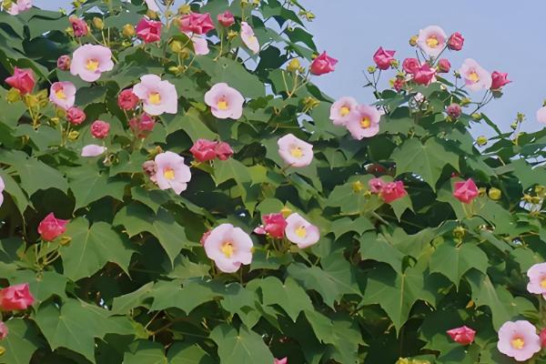 木芙蓉和朱槿的区别，形态和习性均不同