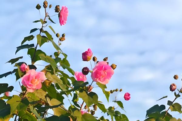 木芙蓉和朱槿的区别，形态和习性均不同