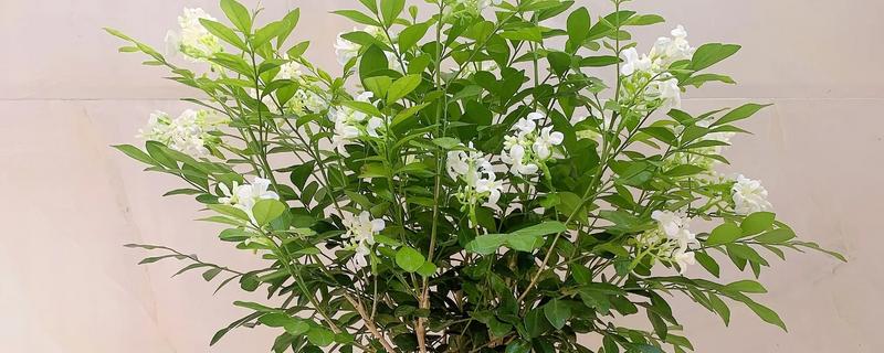 九里香花有没有毒，没有毒