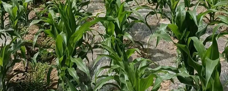 防治玉米疯顶病的方法，发现病株要及时销毁