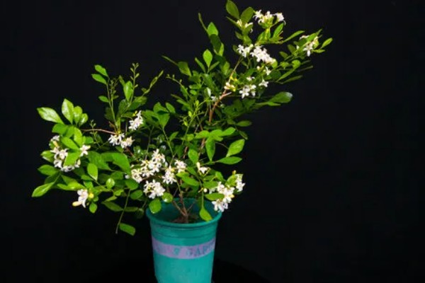 九里香花有没有毒，没有毒