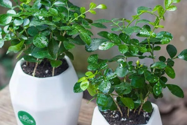 九里香花有没有毒，没有毒