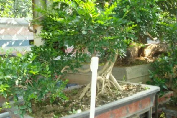 九里香花有没有毒，没有毒