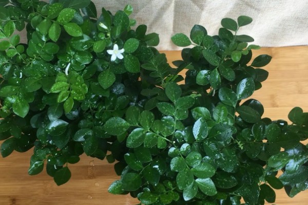 九里香花有没有毒，没有毒