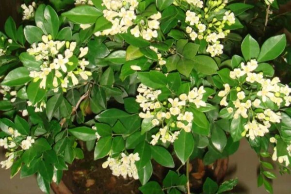 九里香花有没有毒，没有毒