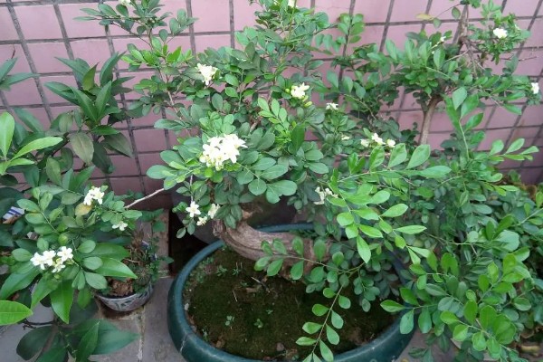 九里香花有没有毒，没有毒