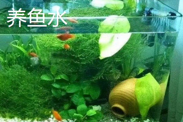 生活中哪些东西可以用来浇花，常见淘米水、食醋水、剩茶水等种类