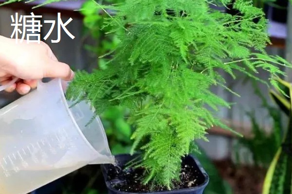 生活中哪些东西可以用来浇花，常见淘米水、食醋水、剩茶水等种类