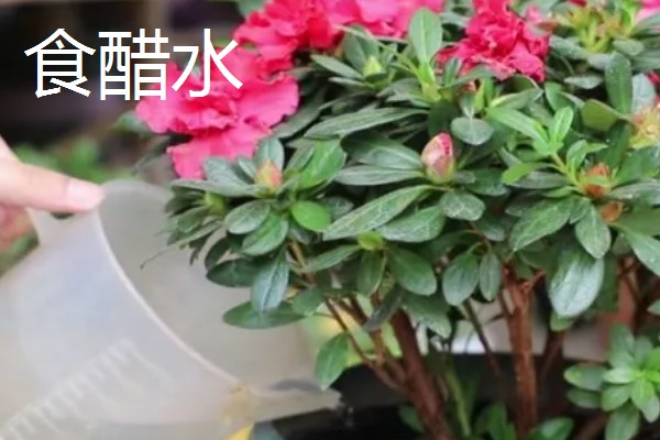 生活中哪些东西可以用来浇花，常见淘米水、食醋水、剩茶水等种类