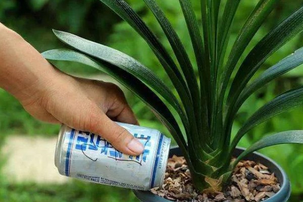 生活中哪些东西可以用来浇花，常见淘米水、食醋水、剩茶水等种类