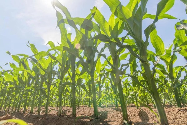 防治玉米疯顶病的方法,发现病株要及时销毁