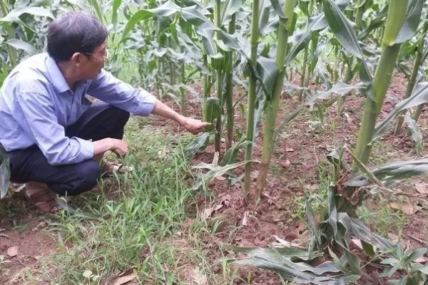 防治玉米疯顶病的方法,发现病株要及时销毁