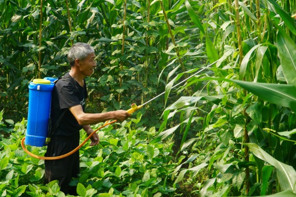 防治玉米疯顶病的方法,发现病株要及时销毁