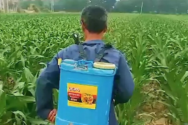 防治玉米疯顶病的方法,发现病株要及时销毁