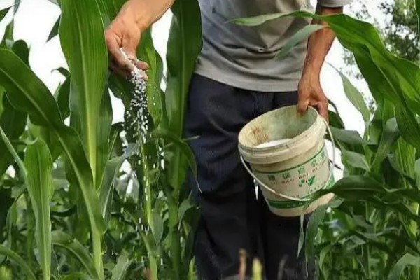 防治玉米疯顶病的方法,发现病株要及时销毁