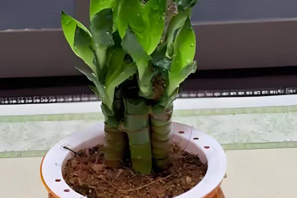 莲花竹如何快速生根,保持2-3天换水一次