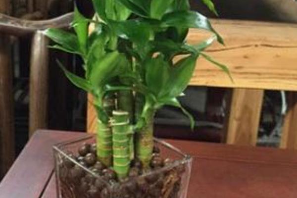 莲花竹如何快速生根,保持2-3天换水一次